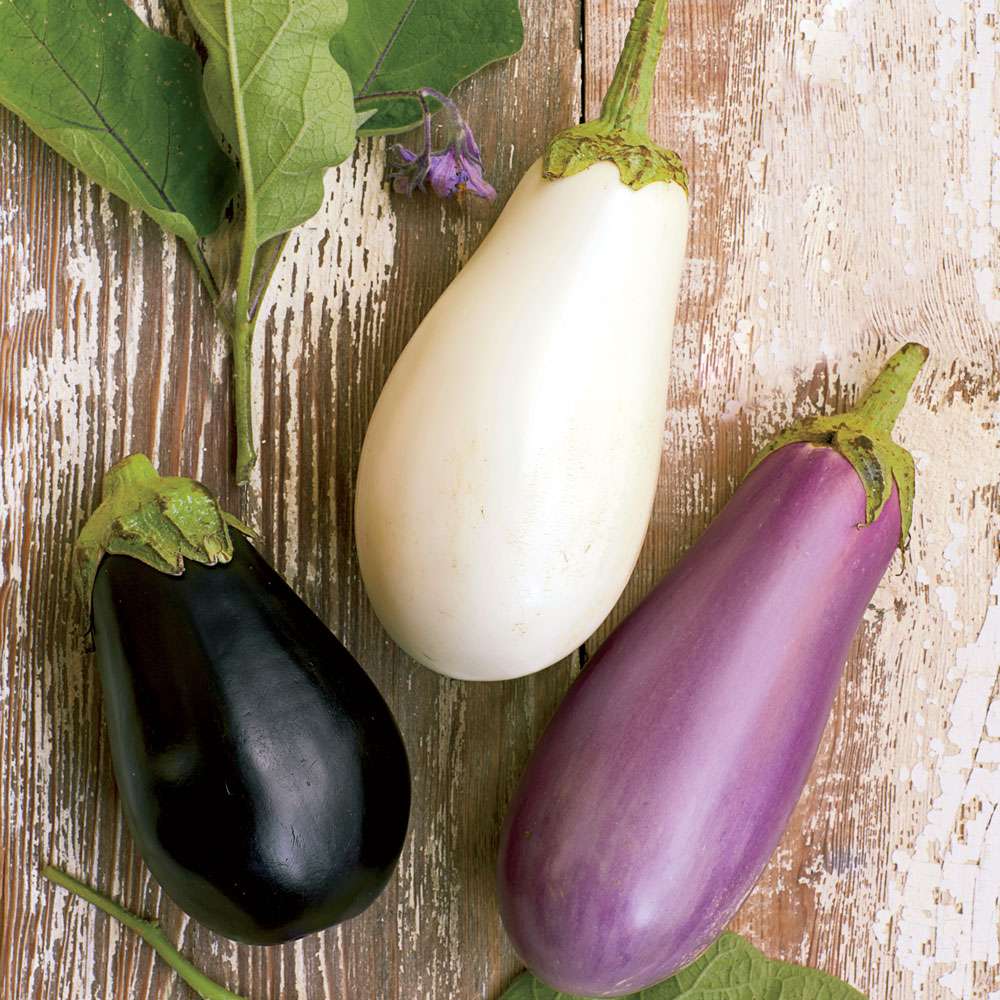 Eggplant Mixed Varieties