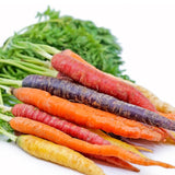 Bunched Rainbow Organic Carrots