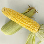 4-pack Shucked Corn