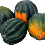 Acorn Squash