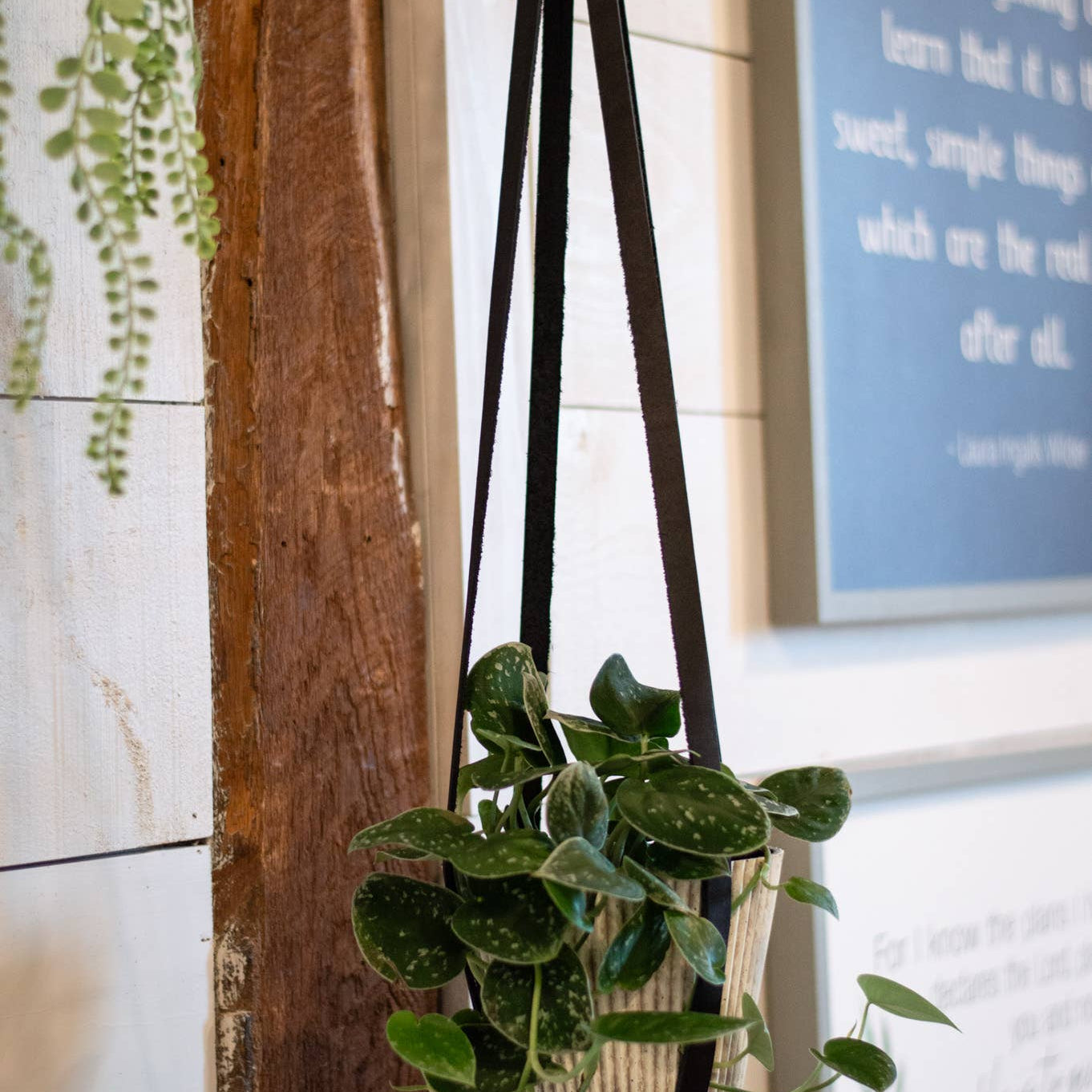 leather plant hanger Leather Plant Hanger: Black – Waterwitch Grocer