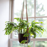 Leather Plant Hanger: Black