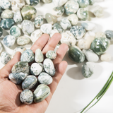 Tree Agate Tumbled Stones | Healing Crystals | Reiki: 250Grams