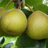 Asian Pears